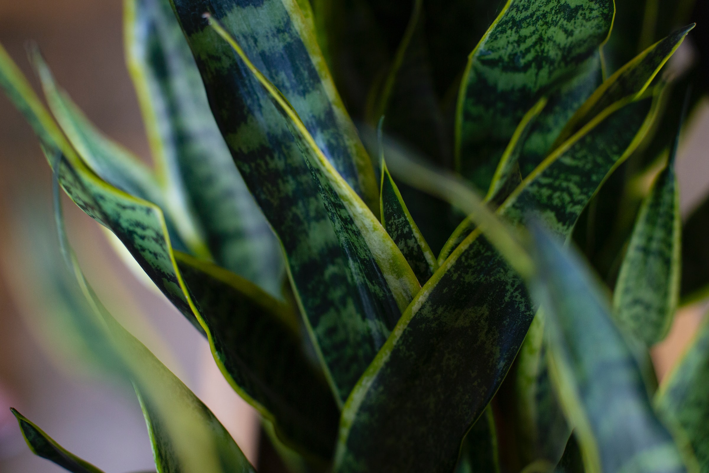 Best indoor plants for air purification