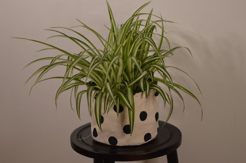 Spider Plant