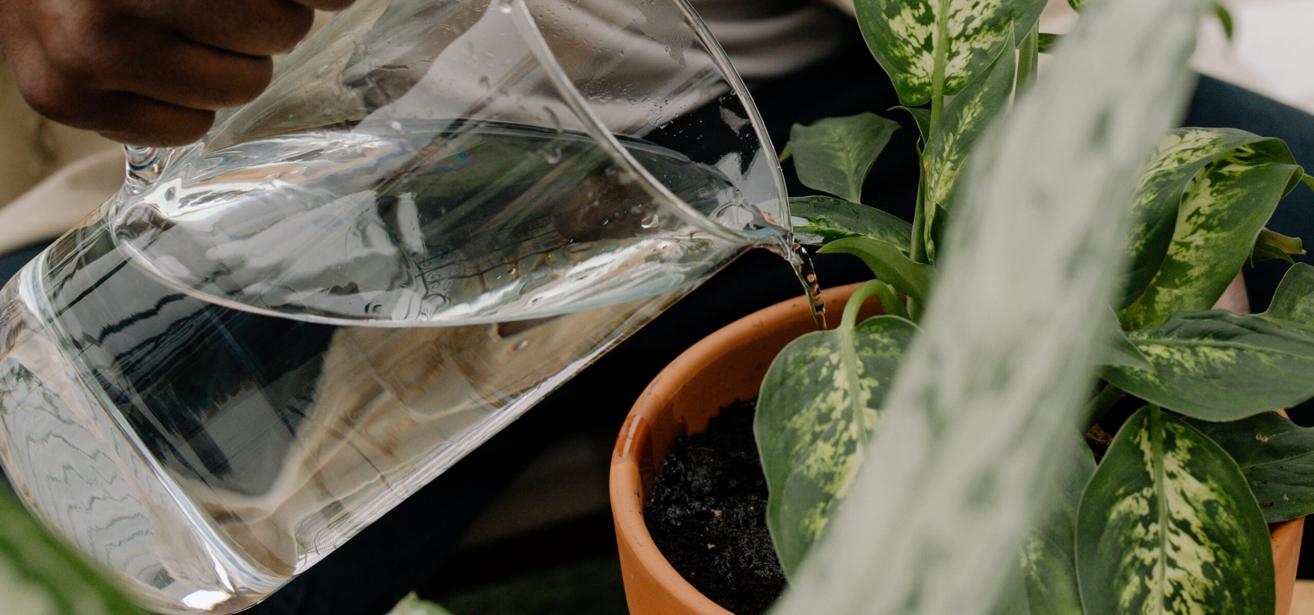 Watering Indoor Plants