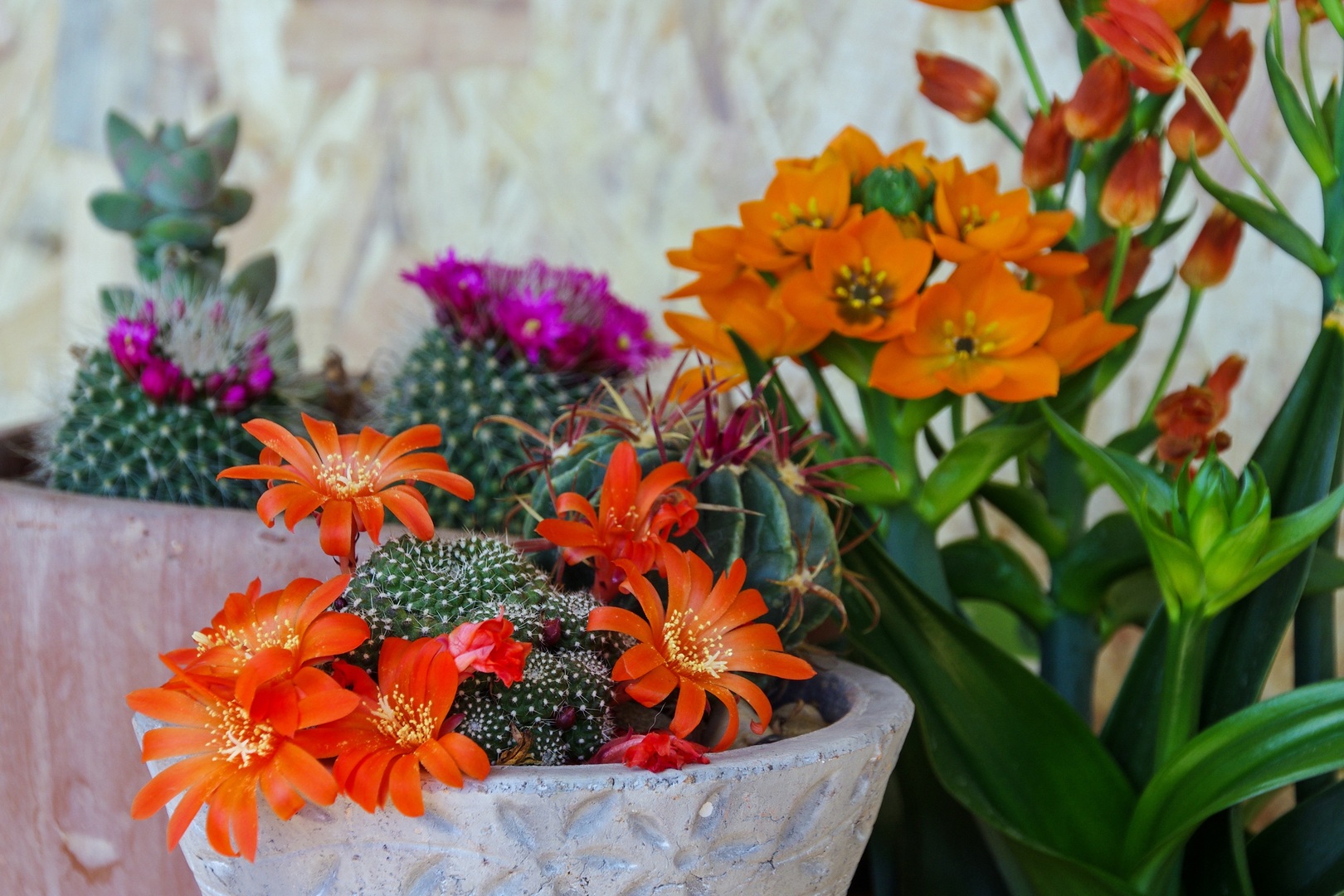 Colourful indoor plants