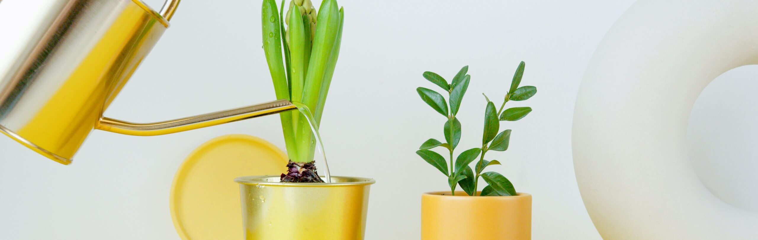 Best time to water your indoor plants